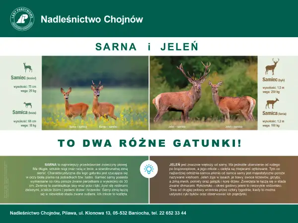Sarna i jeleń, dwa gatunki. Sarna jest roślinożerna, żywi się roślinami zielonymi, liśćmi i pędami drzew.