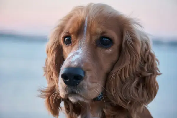 Uroczy piesek rasy cocker spaniel, idealny do studiów kynologicznych. Jego spojrzenie pełne jest inteligencji i łagodności.