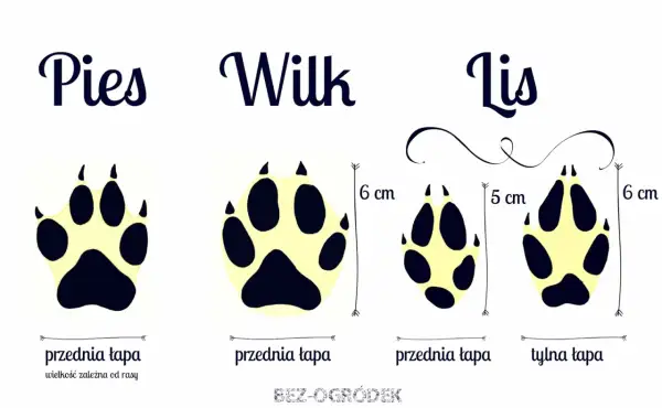 Porównanie śladów łap: psa, wilka i lisa. Widać różnice w wielkości i kształcie, szczególnie ślady lisa są mniejsze.