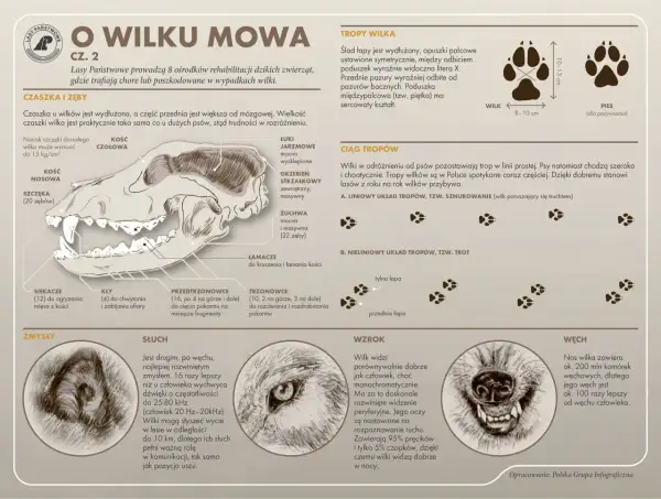 Szczegółowy rysunek czaszki wilka z opisem jego zębów: siekaczy, kłów, przedtrzonowców i trzonowców.