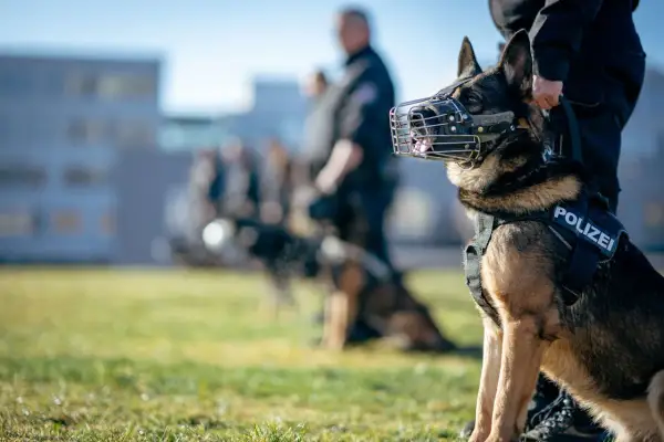 Owczarek niemiecki w kagańcu i kamizelce z napisem POLIZEI, gotowy do akcji. W tle inni policjanci i psy, przygotowujący się do polowania z psami.